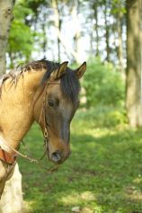 Western Riding Lessons, Tutorials & Trail Rides